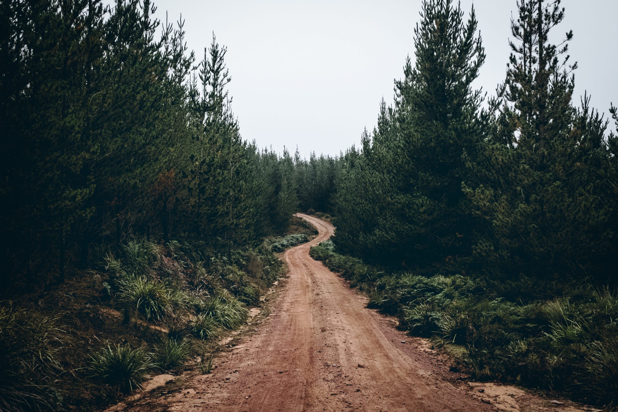 Dirt road through a forest